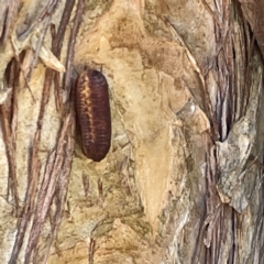 Blattidae sp. (family) at Lilli Pilli, NSW - 17 May 2023 by Hejor1