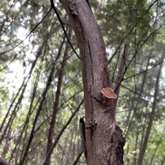 Polypore sp. at Surf Beach, NSW - 18 May 2023 by Hejor1