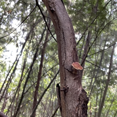 Polypore sp. at Surf Beach, NSW - 18 May 2023 by Hejor1