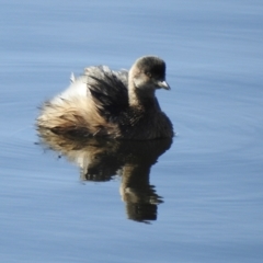 Tachybaptus novaehollandiae (Australasian Grebe) at Wayo, NSW - 15 May 2023 by GlossyGal