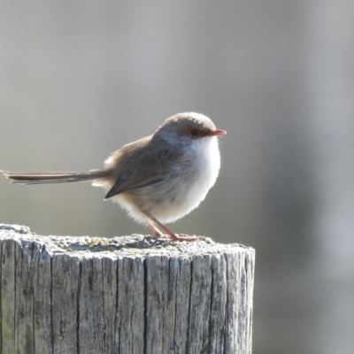 Malurus cyaneus (Superb Fairywren) at Wayo, NSW - 15 May 2023 by GlossyGal