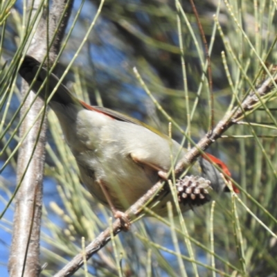 Neochmia temporalis (Red-browed Finch) at Wayo, NSW - 15 May 2023 by GlossyGal