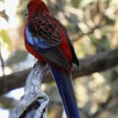 Platycercus elegans (Crimson Rosella) at Sofala, NSW - 16 May 2023 by GlossyGal