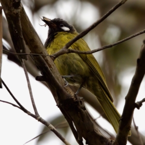 Nesoptilotis leucotis at Tennent, ACT - 4 Feb 2023