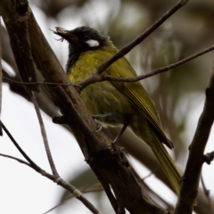 Nesoptilotis leucotis at Tennent, ACT - 4 Feb 2023 04:30 PM