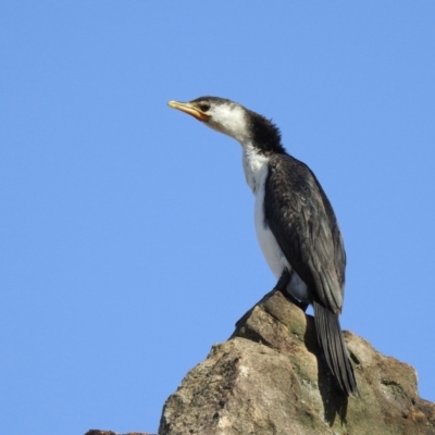 Microcarbo melanoleucos (Little Pied Cormorant) at Mayfield, NSW - 17 May 2023 by GlossyGal