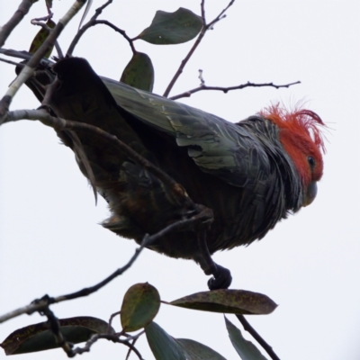 Callocephalon fimbriatum (Gang-gang Cockatoo) at Tennent, ACT - 4 Feb 2023 by KorinneM