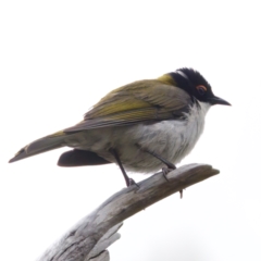 Melithreptus lunatus (White-naped Honeyeater) at Tennent, ACT - 4 Feb 2023 by KorinneM