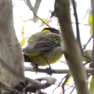 Pachycephala pectoralis at Tennent, ACT - 4 Feb 2023