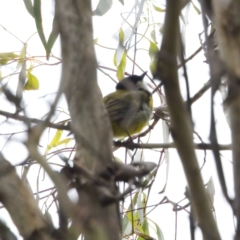 Pachycephala pectoralis at Tennent, ACT - 4 Feb 2023