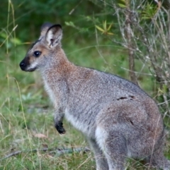 Notamacropus rufogriseus (Red-necked Wallaby) at Moruya, NSW - 18 May 2023 by LisaH