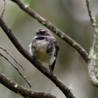 Rhipidura albiscapa (Grey Fantail) at Tennent, ACT - 4 Feb 2023 by KorinneM