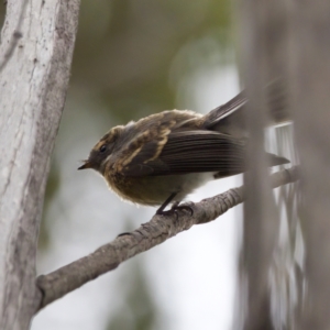 Rhipidura albiscapa at Tennent, ACT - 4 Feb 2023 04:19 PM