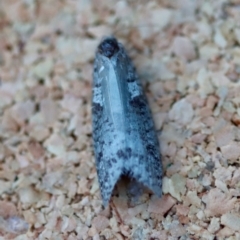 Lepidoscia protorna (A Case moth (Psychidae)) at Moruya, NSW by LisaH