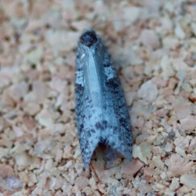 Lepidoscia protorna (A Case moth (Psychidae)) at Moruya, NSW - 18 May 2023 by LisaH