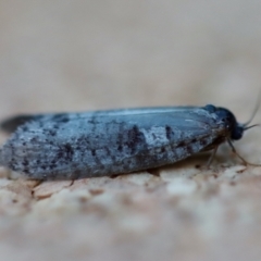 Lepidoscia protorna at Broulee Moruya Nature Observation Area - suppressed