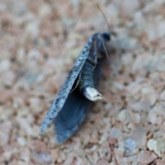 Lepidoscia protorna at Broulee Moruya Nature Observation Area - suppressed