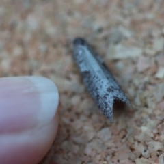 Lepidoscia protorna at Broulee Moruya Nature Observation Area - suppressed