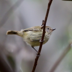 Acanthiza lineata (Striated Thornbill) at Cotter River, ACT - 4 Feb 2023 by KorinneM