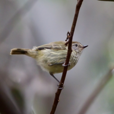 Acanthiza lineata (Striated Thornbill) at Cotter River, ACT - 4 Feb 2023 by KorinneM