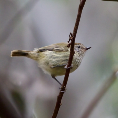 Acanthiza lineata (Striated Thornbill) at Namadgi National Park - 4 Feb 2023 by KorinneM