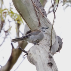 Colluricincla harmonica (Grey Shrikethrush) at Namadgi National Park - 4 Feb 2023 by KorinneM