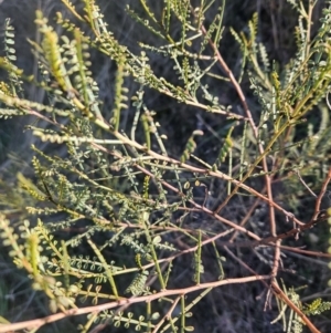 Indigofera adesmiifolia at Stromlo, ACT - 14 May 2023 09:04 AM