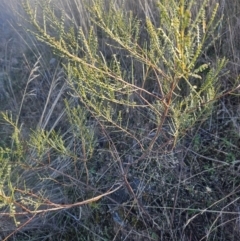 Indigofera adesmiifolia at Stromlo, ACT - 14 May 2023 09:04 AM