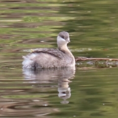 Poliocephalus poliocephalus (Hoary-headed Grebe) at Gordon Pond - 18 May 2023 by RodDeb