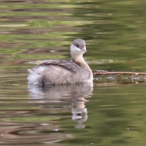 Poliocephalus poliocephalus at Gordon, ACT - 18 May 2023