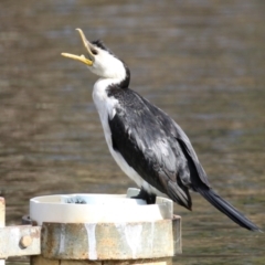 Microcarbo melanoleucos (Little Pied Cormorant) at Gordon Pond - 18 May 2023 by RodDeb
