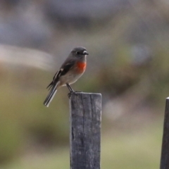 Petroica boodang (Scarlet Robin) at Gordon Pond - 18 May 2023 by RodDeb