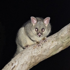 Trichosurus vulpecula (Common Brushtail Possum) at Kambah, ACT - 18 May 2023 by MatthewFrawley