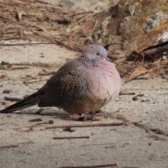 Spilopelia chinensis (Spotted Dove) at Gordon Pond - 18 May 2023 by RodDeb