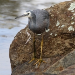 Egretta novaehollandiae (White-faced Heron) at Gordon Pond - 18 May 2023 by RodDeb