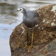 Egretta novaehollandiae at Gordon, ACT - 18 May 2023 12:48 PM