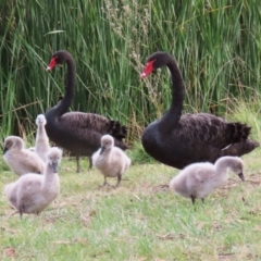 Cygnus atratus (Black Swan) at Gordon Pond - 18 May 2023 by RodDeb