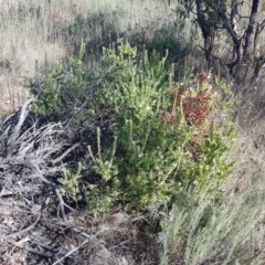 Styphelia triflora (Five-corners) at Watson, ACT - 15 May 2023 by HappyWanderer