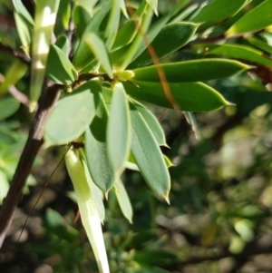 Styphelia triflora at Watson, ACT - 15 May 2023