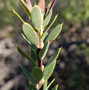 Styphelia triflora at Watson, ACT - 15 May 2023