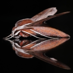 Hippotion rosetta (A Hawk moth) at Wellington Point, QLD - 18 May 2023 by TimL