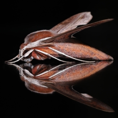 Hippotion rosetta (A Hawk moth) at Wellington Point, QLD - 18 May 2023 by TimL