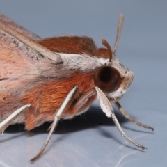 Hippotion rosetta at Wellington Point, QLD - suppressed