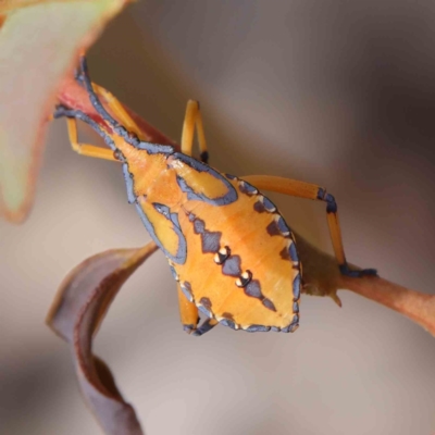 Amorbus sp. (genus) (Eucalyptus Tip bug) at O'Connor, ACT - 11 Mar 2023 by ConBoekel