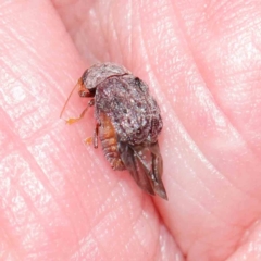 Cadmus (Lachnabothra) subgenus (A case-bearing leaf beetle) at O'Connor, ACT - 11 Mar 2023 by ConBoekel