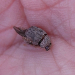 Cadmus (Lachnabothra) subgenus at O'Connor, ACT - 11 Mar 2023 12:07 PM