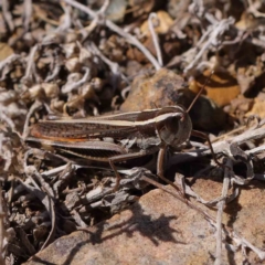 Macrotona australis (Common Macrotona Grasshopper) at O'Connor, ACT - 11 Mar 2023 by ConBoekel