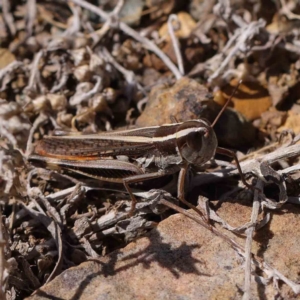 Macrotona australis at O'Connor, ACT - 11 Mar 2023