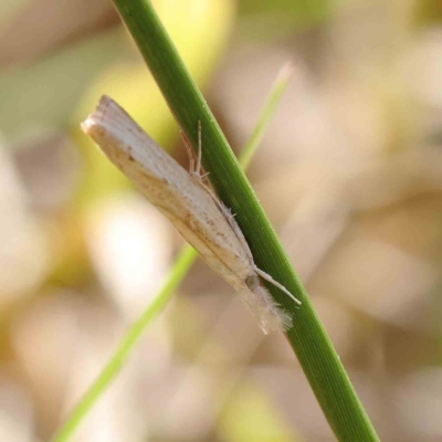 Culladia cuneiferellus (Crambinae moth) at O'Connor, ACT - 11 Mar 2023 by ConBoekel