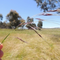 Nassella neesiana (Chilean Needlegrass) at Macgregor, ACT - 25 Nov 2022 by michaelb